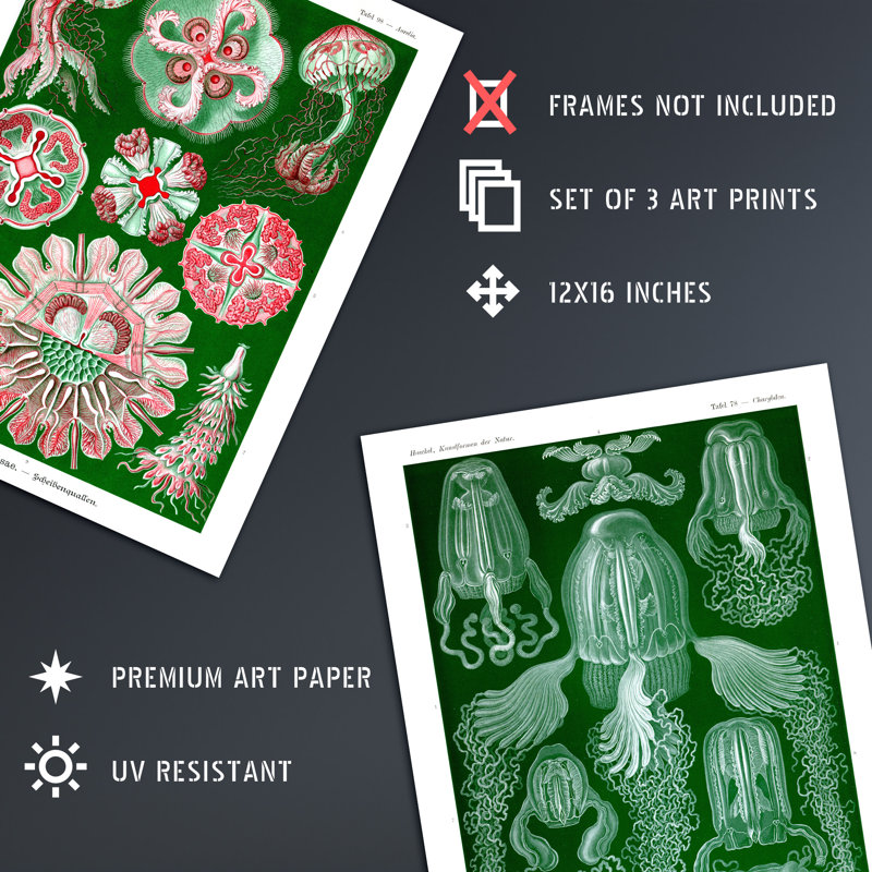 Jellyfish Green Pink Haeckel Vintage Illustrations Marine - 3 Piece No Frame Print Set, 40.5cm H x 30.5cm W x 0.3cm D