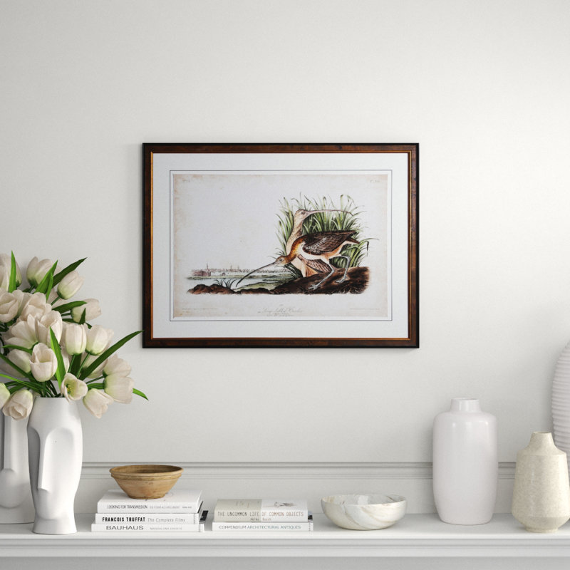 Curlew Print by Audubon