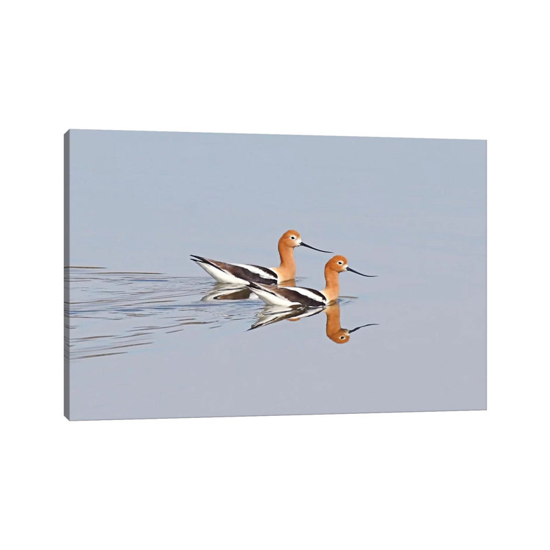 Swimming Avocets by Brian Wolf - Wrapped Canvas Print, 30.48cm H x 45.72cm W x 1.91cm D