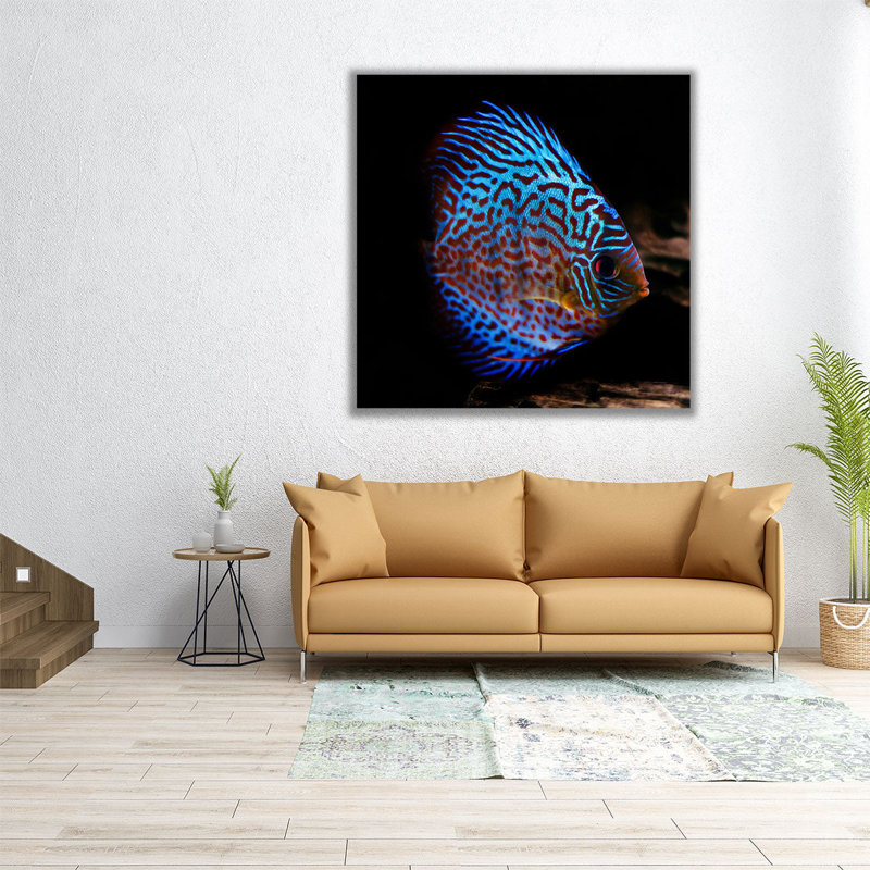 Symphysodon Discus Fish With Black Background - Canvas Print Wall Art, 20" H x 20" W