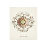 Nautical Art VI Print by Sofia Fox