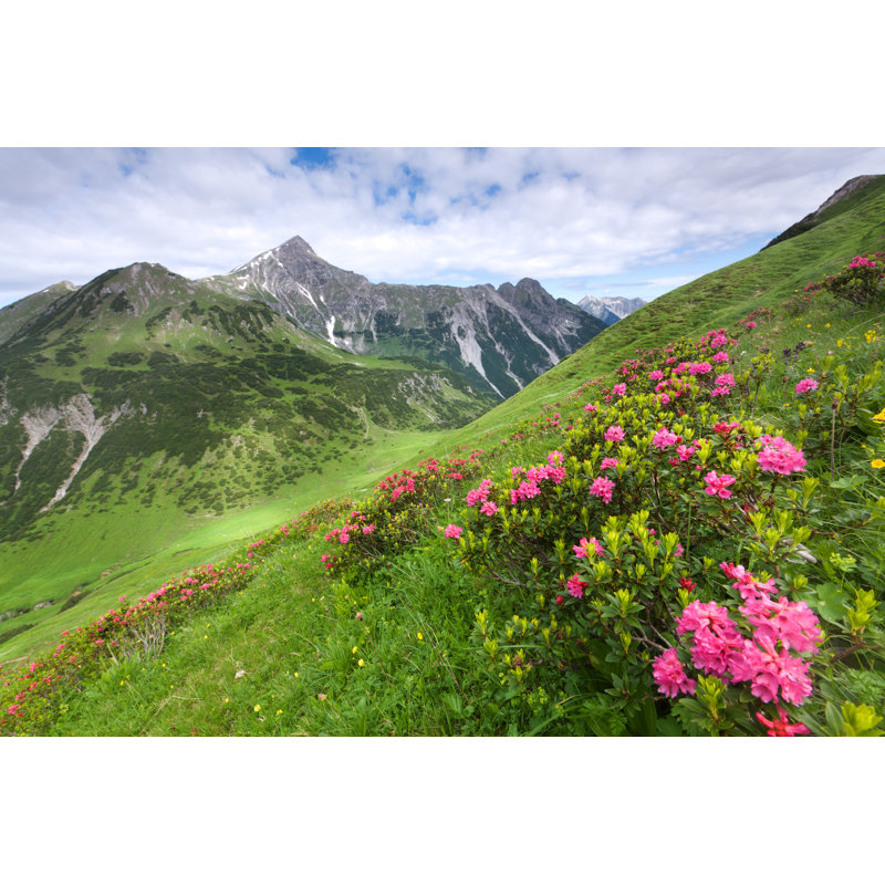 Mountain Azalea by Wingmar - Wrapped Canvas Print, 81cm H x 122cm W x 3.8cm D