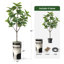 Arbre artificiel dans un pot à fleurs texturé blanc minimaliste moderne-104351677
