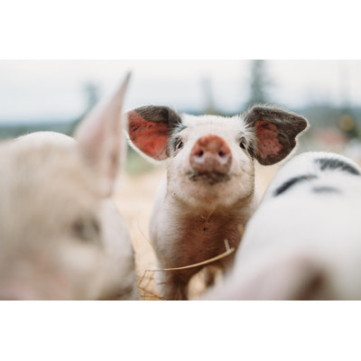 Cute Baby Pigs by RyanJLane - No Frame Art Prints on Canvas