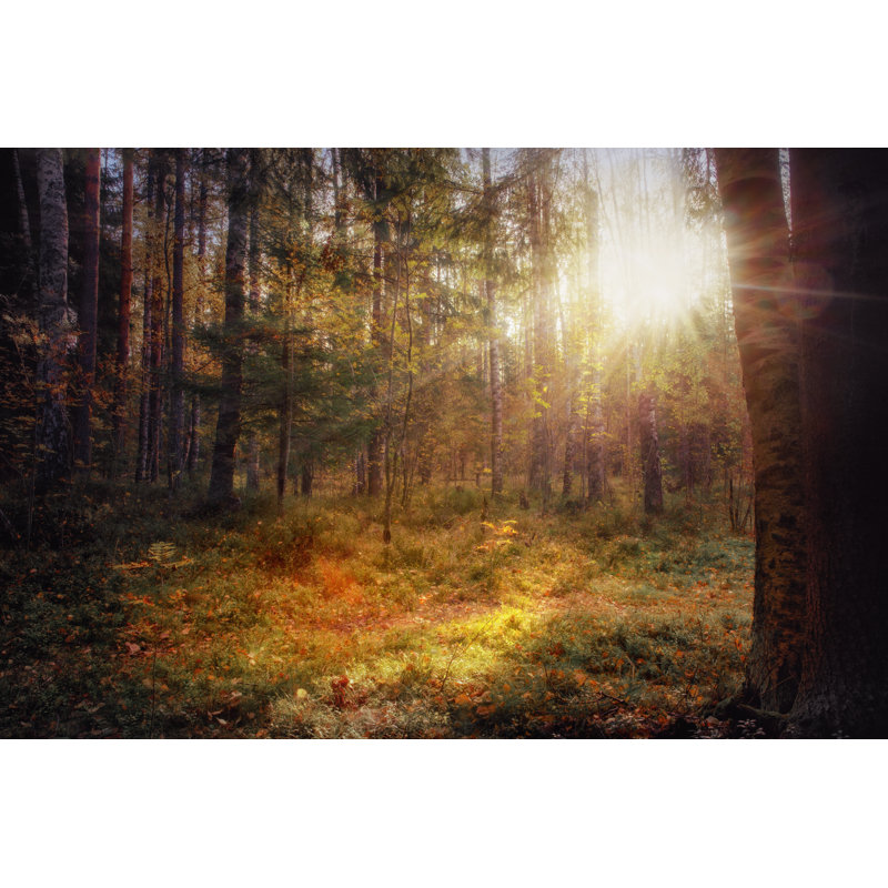 Morning In Forest by Eshma - Wrapped Canvas Print, 30cm H x 46cm W