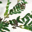 Anivea 50cm Faux Tree in Pot