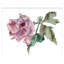 Hibiscus No. 8 Print by Elizabeth Becker