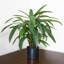 Artificial Foliage Plant in Pot Liner-124076063