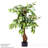 90cm Ficus Tree in Pot
