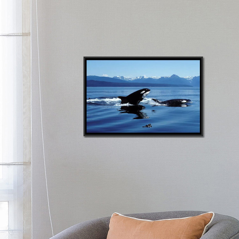 " Killer Whales Breaching In Icy Strait, Southeast Alaska " by VWPics, 18" H x 26" W x 1.5" D, Black Framed Canvas, No Mat