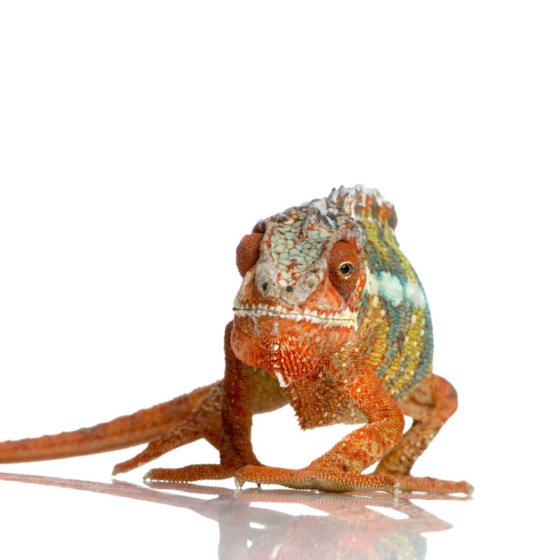" Panther Chameleon " by Globalp, 30" W x 30" H