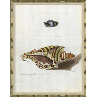 Seashells Framed by Isabelle De Borchgrave