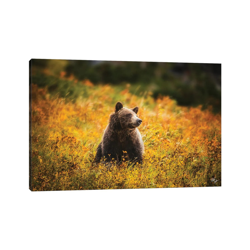Bear Dreams by Peter Coskun - Floater Frame Gallery-Wrapped Canvas Giclée on Canvas, Wrapped Canvas, 20.32 cm H x 30.48 cm W