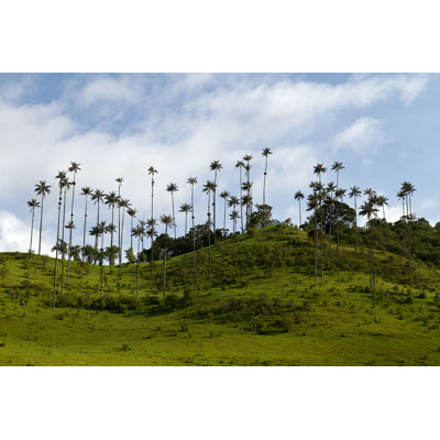 " Wax Palm Tree, Colombia " by Frizi