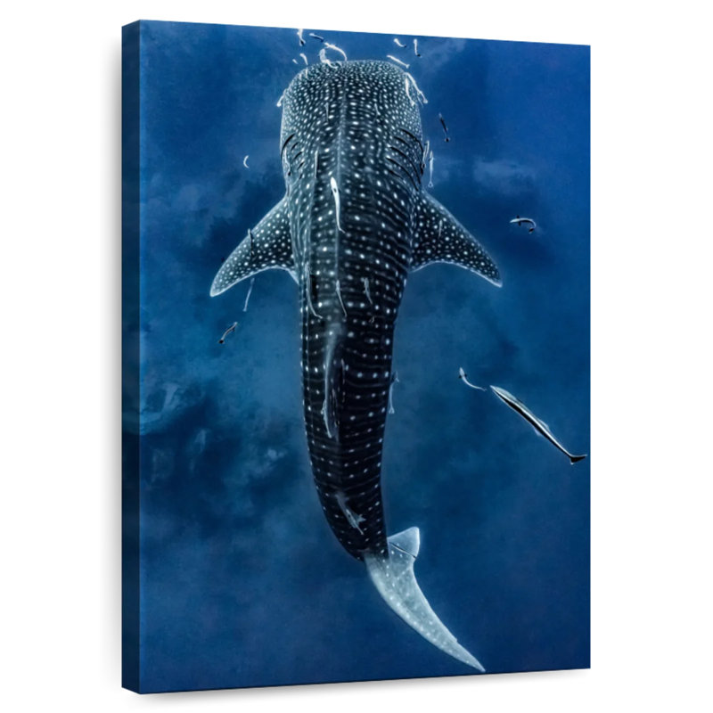 Brampt Spotted Whale Shark, 51" H x 34" W