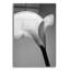 «Calla No. 6» par PhotoINC Studio-1278612075