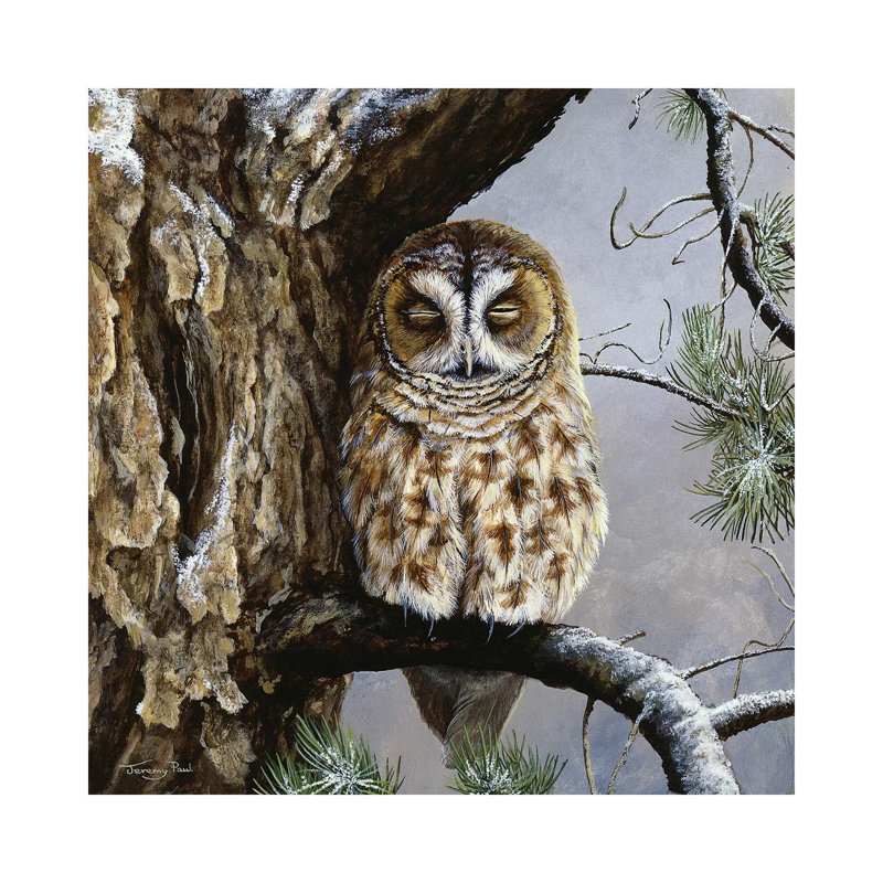 Half Asleep - Tawny Owl by Jeremy Paul - Painting on Canvas, 30.48cm H x 30.48cm W x 1.91cm D, Wrapped Canvas