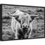 «Nathan Larson Highland Cow Staring Contest», reproduction encadrée sur toile par Nathan Larson-453781772