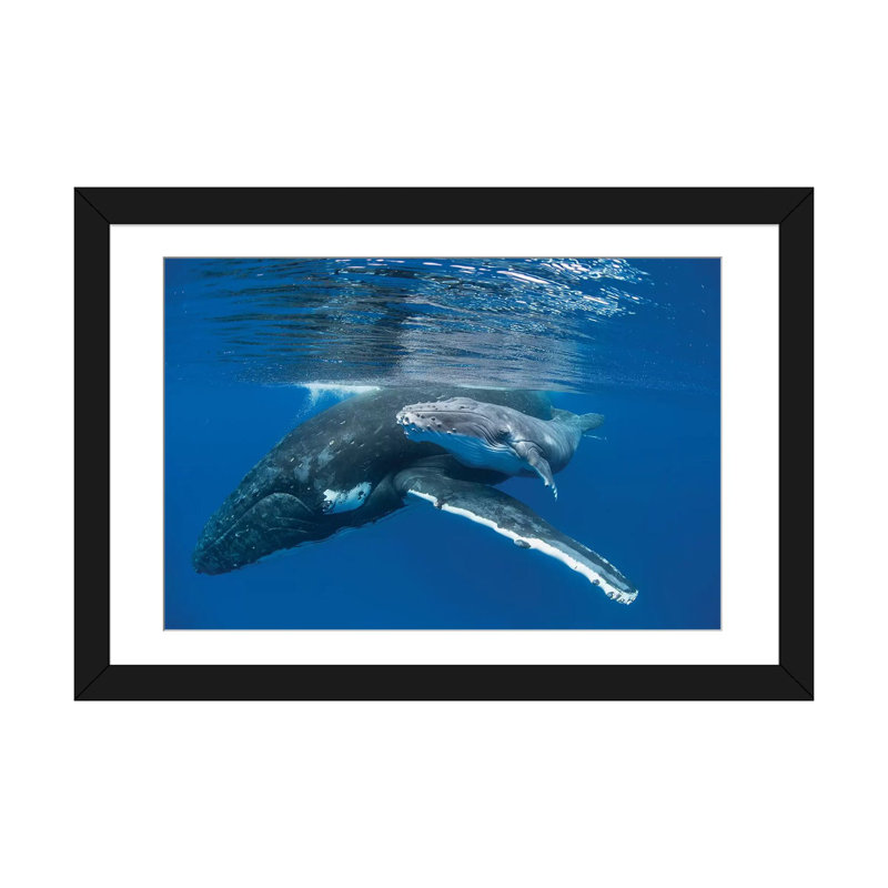 Impression d'une baleine à bosse avec un vieux veau de quatre jours, impression sur toile tendue, H 16 po x l 24 po x P 1 po