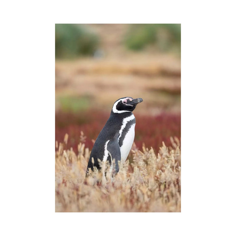 Magellanic Penguin, Falkland Islands. by Martin Zwick - Wrapped Canvas Print, 20.32 cm H x 30.48 cm W