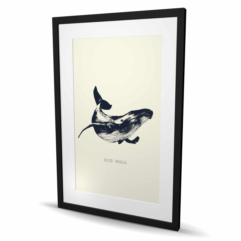 Croquis de baleine bleue - Animaux aquatiques, reproduction encadrée, H 36 po x l 24 po, Noir