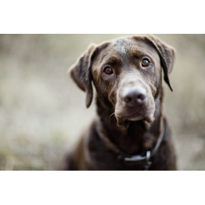Portrait Of A Labrador by Hardin56 - Wrapped Canvas Photograph