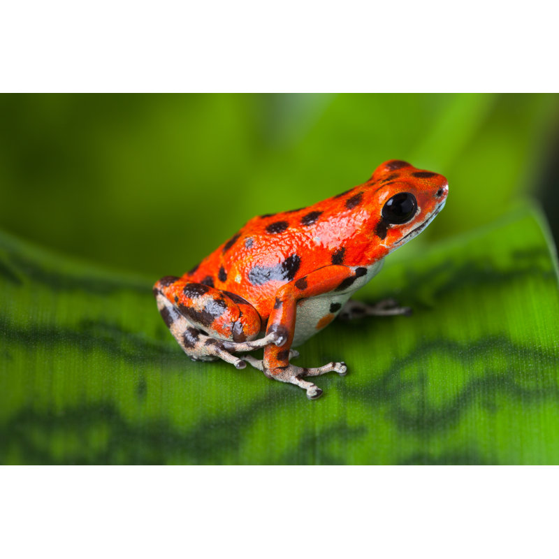 Red Poison Frog by Kikkerdirk - Wrapped Canvas Print, 51cm H x 76cm W