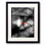 The Red Berries Print by Alan Scherer