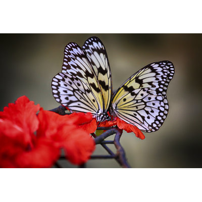 " Butterfly " by Almuhammady