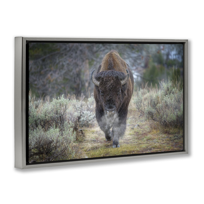 Bison Stepping, photographie encadrée, toile flottante par Rick Berk, Cadre flottant gris lustré, H 17 po x l 25 po
