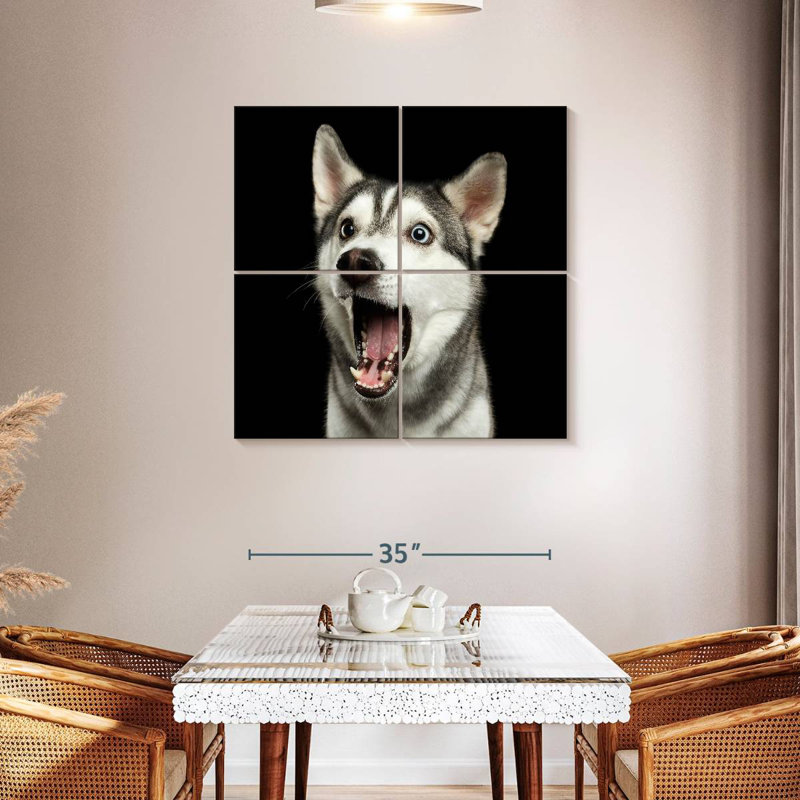 Brampt Surprised Siberian Husky, 38" H x 38" W