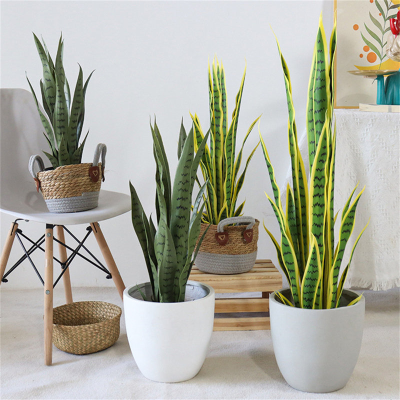 70cm Plant