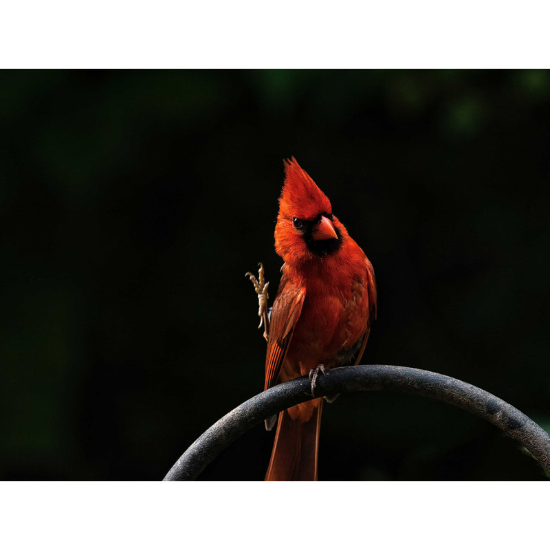 Cardinal On Black - Wrapped Canvas Print, 30" H x 40" W  
