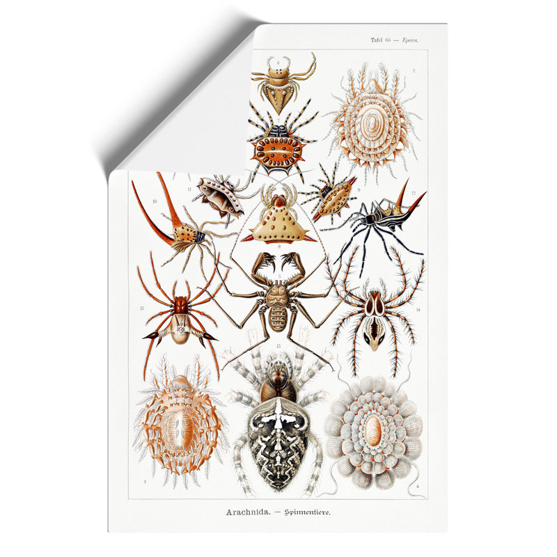 Arachnids Spiders by Ernst Haeckel - Frameless Print, 30cm H x 21cm W x 0.1cm D