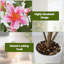 120cm Plant