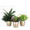 Plant in Pot