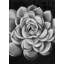 Toile grasse noire et blanche | Décoration de chambre noire