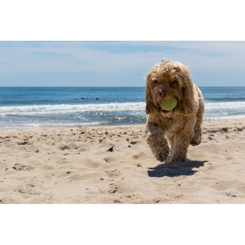 Puppy Carrying Ball - Wrapped Canvas Print, 30cm H x 46cm W
