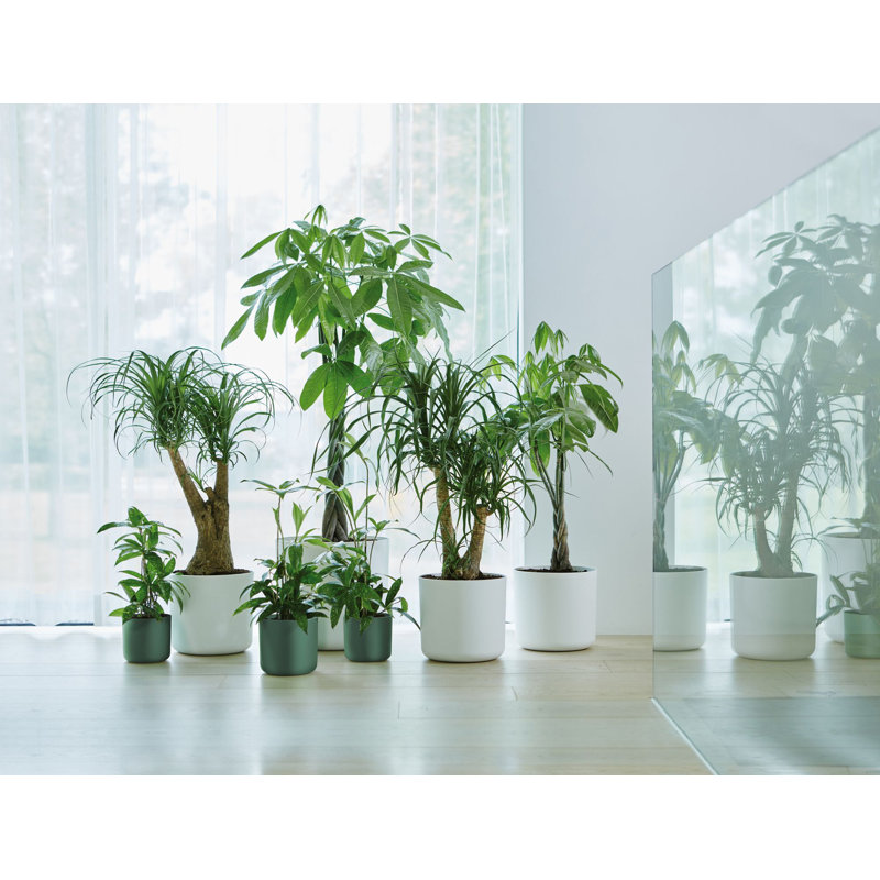 B.For Pot Planter, Leaf Green, 12.5cm H x 13.8cm W x 13.8cm D