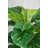 Panama Foliage Plant in Planter
