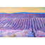 «Landscape of a Field of Lavender», art sur toile encadré mauve