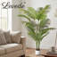 180cm Plant