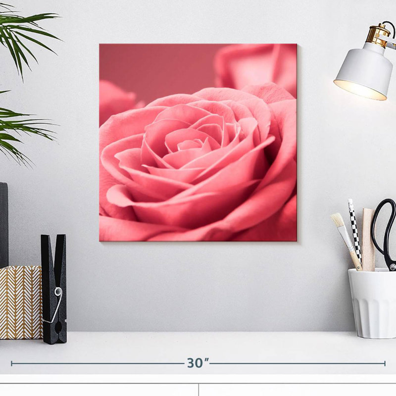Macro rose Harnek, H 16 po x l 16 po