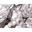 Cherry Blossom Burst Print by Catherine Johns-65796306-65796309