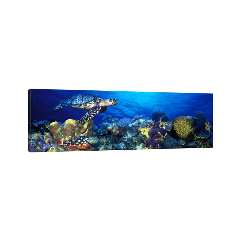 Hawksbill Turtle (eretmochelys Imbricata) and French Angelfish (pomacanthus Paru) with Stoplight Parrotfish (sparisoma Viride) 1 Piece Wrapped Canvas Panoramic Wall Art