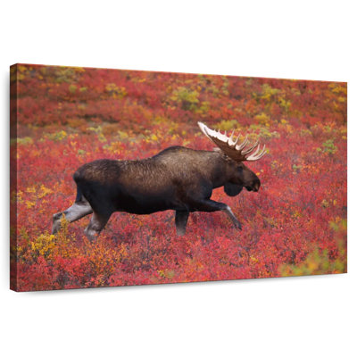 Orignal du parc national Bramali Denali