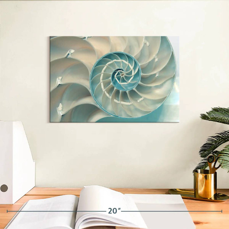 À l'intérieur d'une coquille Nautilus, H 8 po x l 12 po