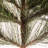Pine Spray