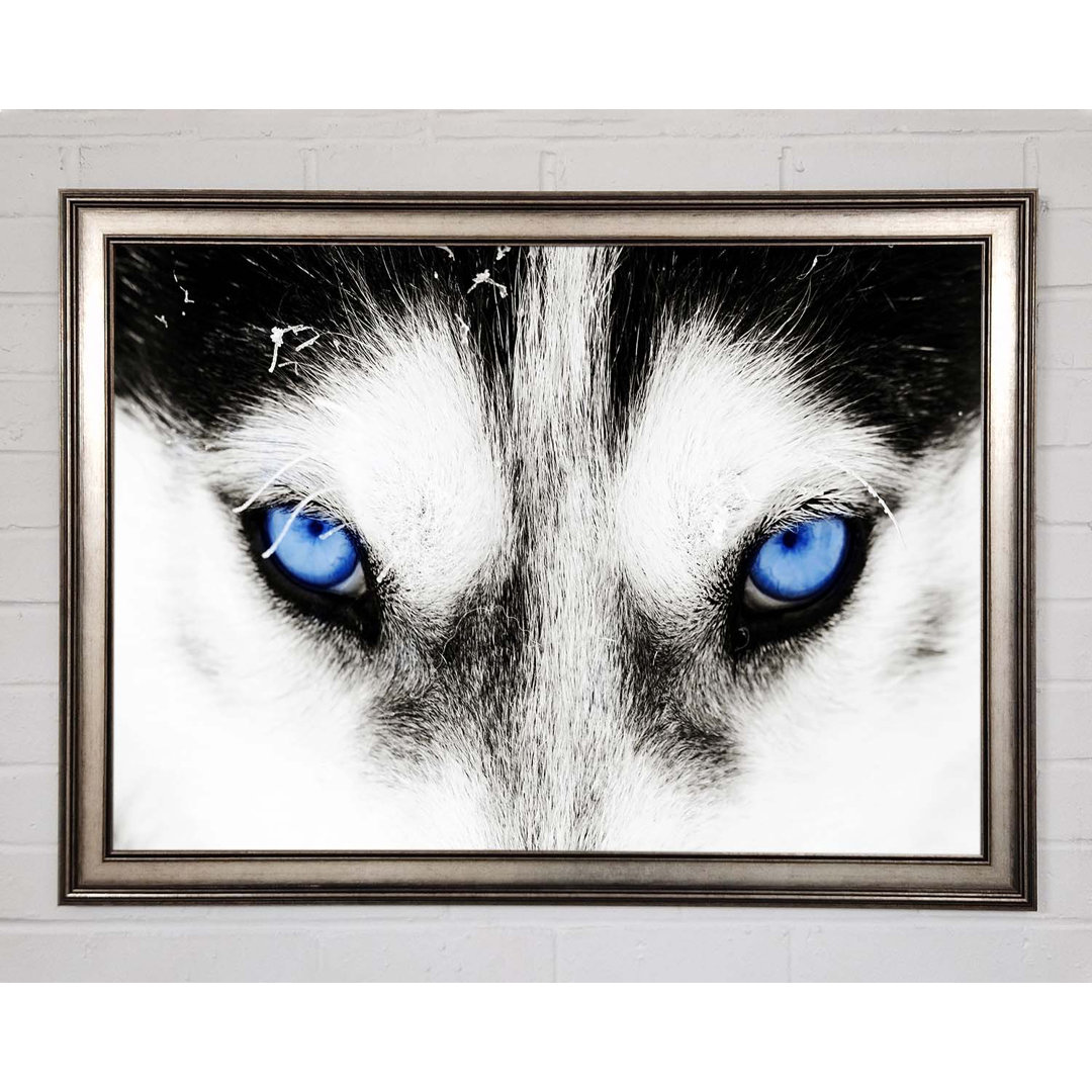 Gerahmtes Poster Husky Dog Blues