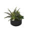 Faux Cactus Succulent in Pot